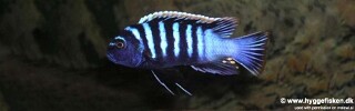 Cynotilapia zebroides 'Londo Bay'.jpg