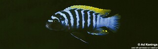 Cynotilapia zebroides 'Mbenji Island'.jpg