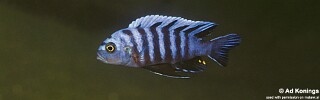 Cynotilapia zebroides 'Metangula'.jpg