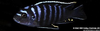 Cynotilapia zebroides 'Narungu'.jpg