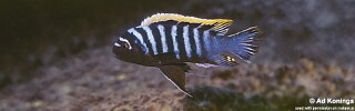 Cynotilapia zebroides 'Ndumbi Rocks'.jpg