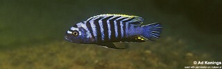 Cynotilapia zebroides 'Nkolongwe'.jpg