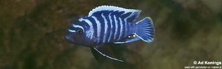 Cynotilapia zebroides 'Ntekete'.jpg