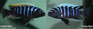 Cynotilapia zebroides 'Puulu'.jpg