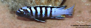 Cynotilapia zebroides 'Tchinga Reef'.jpg