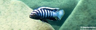 Cynotilapia zebroides 'Thumbi West Island'.jpg
