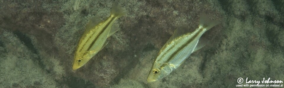 Dimidiochromis compressiceps 'Chilungo Bay, Chizumulu Island'
