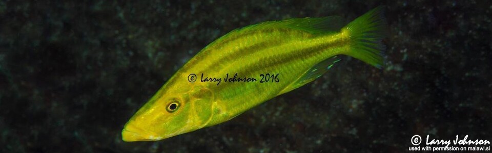 Dimidiochromis compressiceps 'Linganjala Reef'