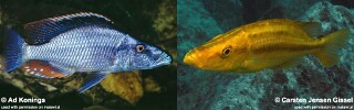 Dimidiochromis compressiceps