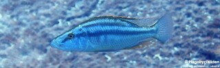 Dimidiochromis compressiceps 'Maingano Island'.jpg