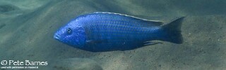 Dimidiochromis kiwinge 'Border'.jpg