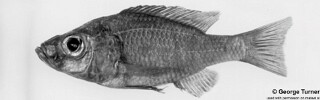 Diplotaxodon aeneus.jpg