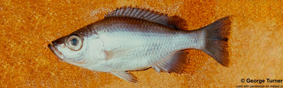Diplotaxodon altus 'South East Arm'