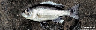 Diplotaxodon apogon 'South East Arm'.jpg