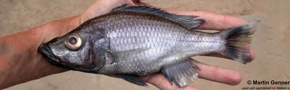 Diplotaxodon argenteus 'Cape Maclear'