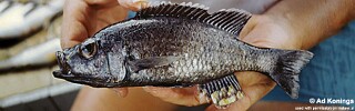 Diplotaxodon argenteus 'Narungu'.jpg