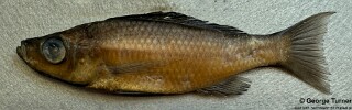 Diplotaxodon dentatus 'Monkey Bay'.jpg