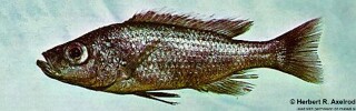 Diplotaxodon ecclesi 'Monkey Bay'.jpg
