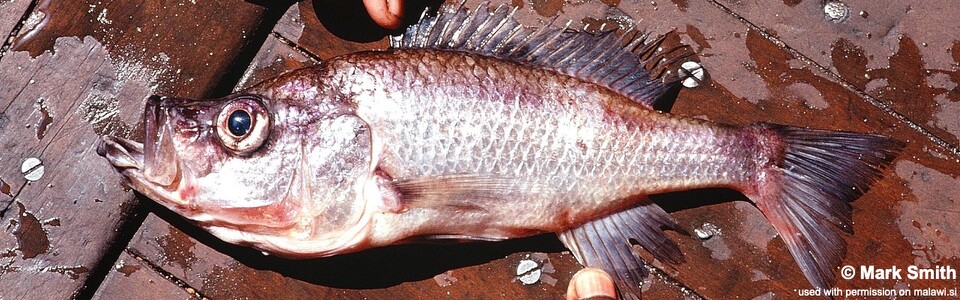 Diplotaxodon greenwoodi (unknown locality)