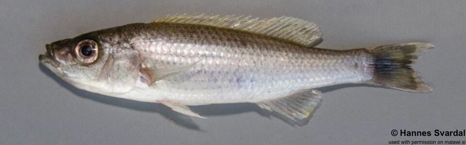 Diplotaxodon limnothrissa 'Nkhata Bay'