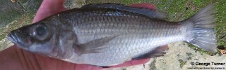 Diplotaxodon longimaxilla 'Nkhata Bay'.jpg