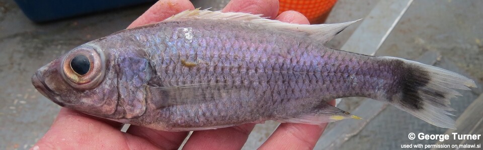 Diplotaxodon sp. 'ecclesi white dorsal' South East Arm