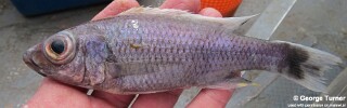 Diplotaxodon sp. 'ecclesi white dorsal' South East Arm.jpg