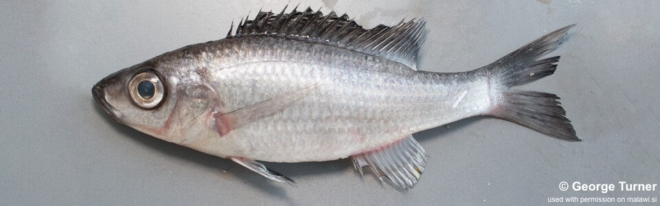 Diplotaxodon sp. 'limnothrissa blackdorsal' (unknown locality)