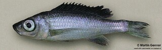 Diplotaxodon sp. 'limnothrissa blackdorsal'! Tukombo.jpg