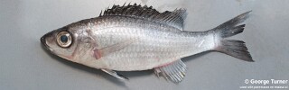 Diplotaxodon sp. 'limnothrissa blackdorsal'.jpg
