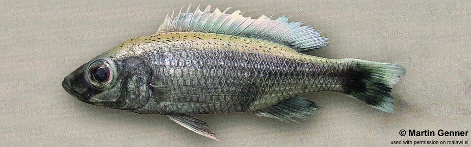 Diplotaxodon sp. 'limnothrissa blackpelvic' Nkhata Bay
