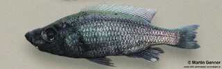 Diplotaxodon sp. &#39;brevimanus&#39; Nkhata Bay Diplotaxodon sp. &#39;similis white-back north&#39; Nkhata Bay