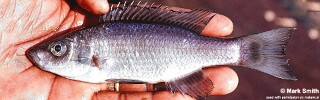 Diplotaxodon sp. &#39;holochromis&#39; (unknown locality)