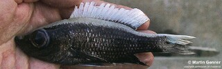 Diplotaxodon sp. &#39;ngulube&#39; Nkhata Bay Diplotaxodon sp. &#39;macrops ngulube&#39; Nkhata Bay