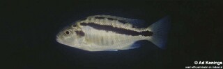 Docimodus evelynae 'Minos Reef'.jpg