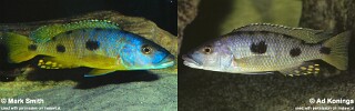Exochochromis anagenys.jpg