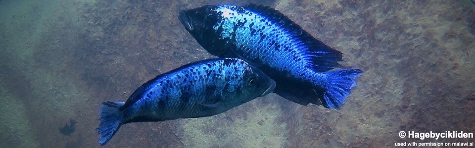Fossorochromis rostratus 'Chesese'