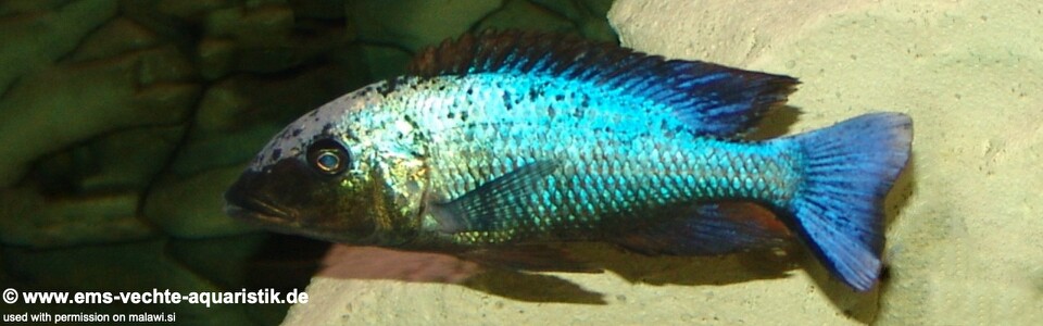 Fossorochromis rostratus 'Otter Point'