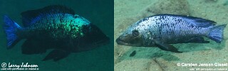 Fossorochromis rostratus