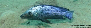 Fossorochromis rostratus 'Chiofu Bay'.jpg