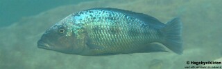 Fossorochromis rostratus 'Thumbi West Island'.jpg