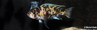 Genyochromis mento 'Lutara Reef'.jpg