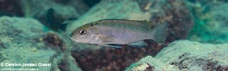 Genyochromis mento 'Makokola Reef'.jpg