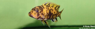 Genyochromis mento 'Ndumbi Point''.jpg