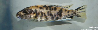 Genyochromis mento 'Undu Reef'.jpg