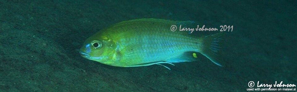 Gephyrochromis moorii 'Narungu'