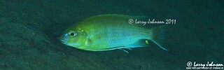 Gephyrochromis moorii 'Narungu'.jpg