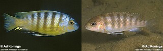 Gephyrochromis sp. 'patricki minos'