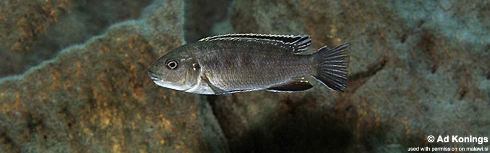 Gephyrochromis sp. 'zebroides' Chiloelo