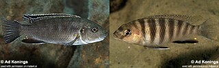 Gephyrochromis sp. 'zebroides'